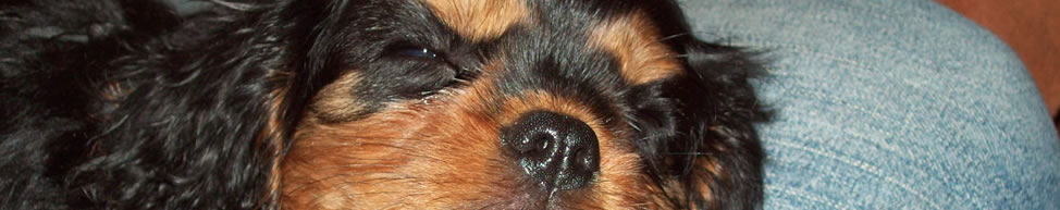 Wurfplanung/Aufzucht